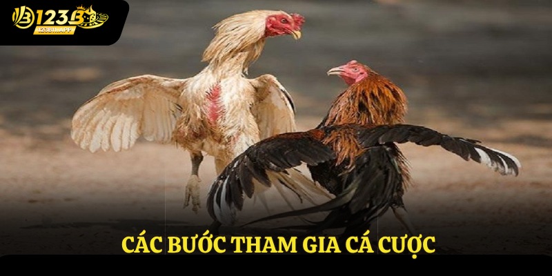 Đá Gà Cựa Dao 123B - Sàn Đấu Đẳng Cấp, Gay Cấn Của Cược Thủ 3 Các bước tham gia cá cược