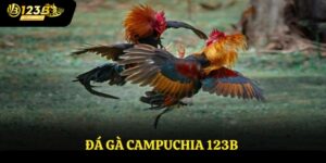 Đá gà Campuchia