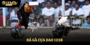 Đá gà cựa dao