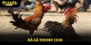 Đá gà thomo