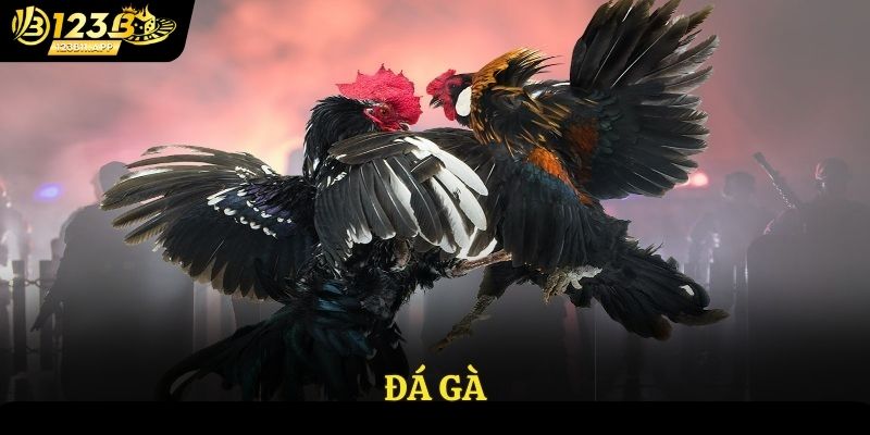 Đá gà cùng nhà cái