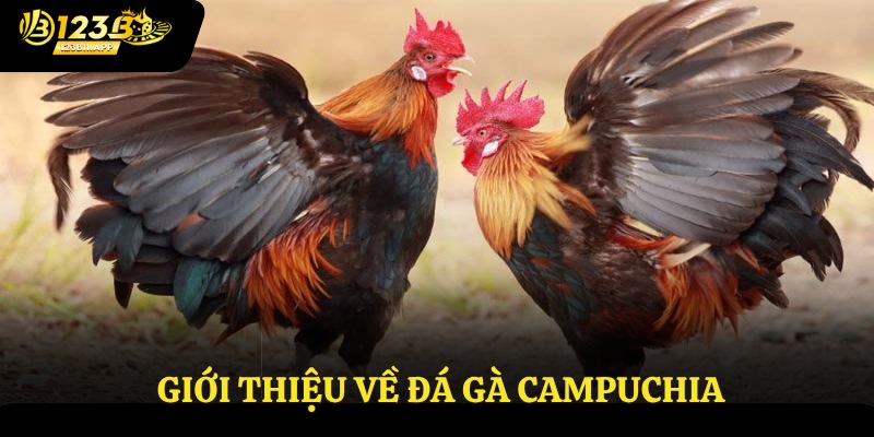 Giới thiệu về đá gà Campuchia