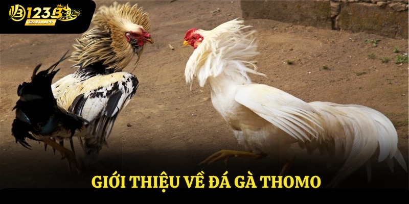 Giới thiệu về đá gà Thomo