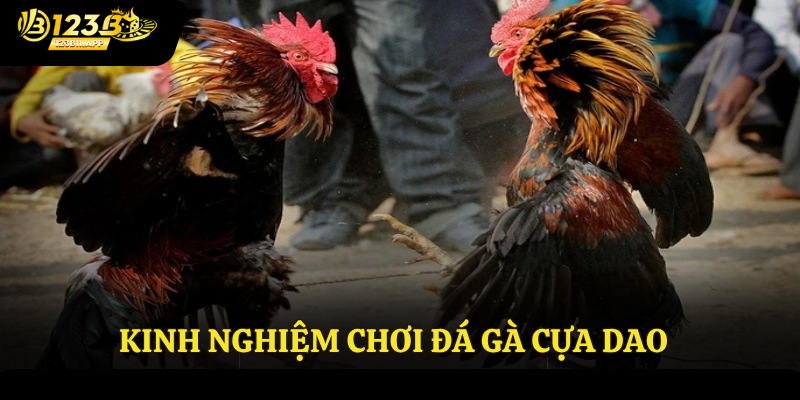 Đá Gà Cựa Dao 123B - Sàn Đấu Đẳng Cấp, Gay Cấn Của Cược Thủ 4 Kinh nghiệm chơi đá gà cựa dao