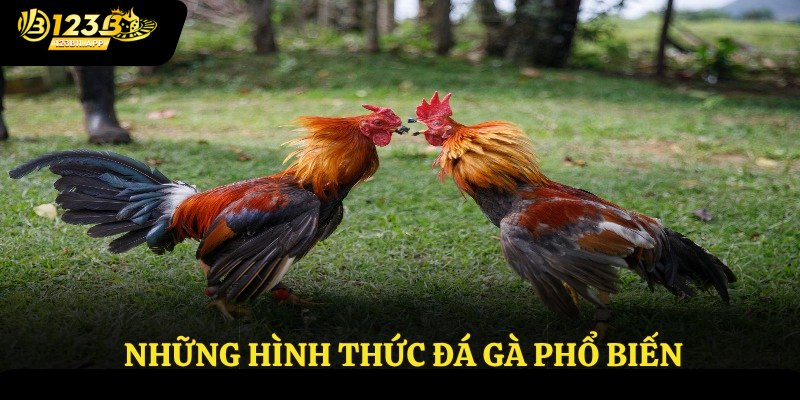 Những hình thức đá gà phổ biến