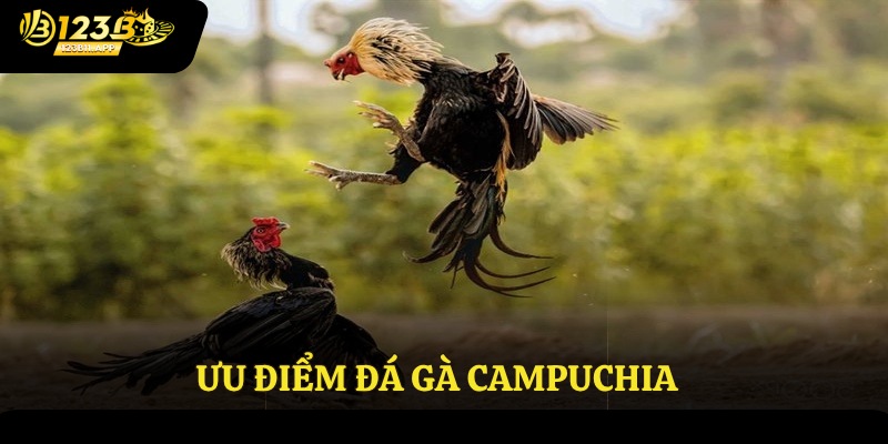 Ưu điểm đá gà Campuchia